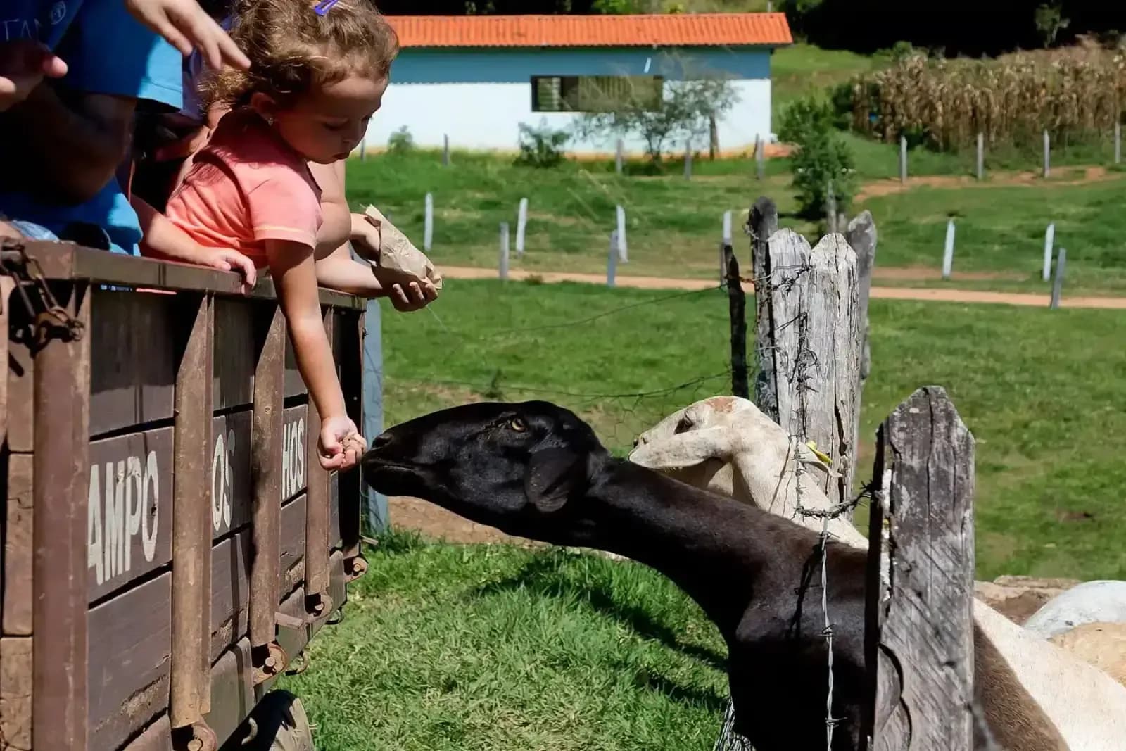 Criança alimentando um animal na fazendinha do Campo dos Sonhos