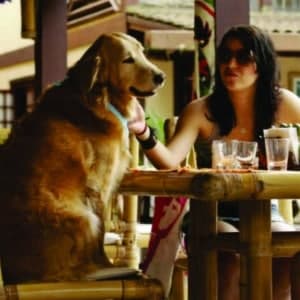Hotéis e pousadas que aceitam cachorros e gatos